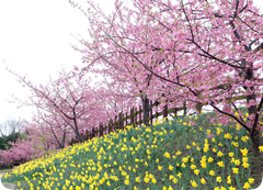 城山歴史公園(上関城跡)